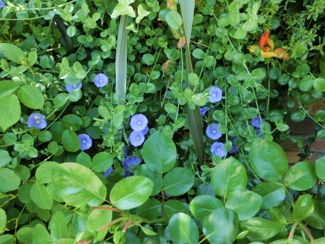 c0204121_15403335.jpg