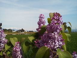 a0272241_17445114.jpg