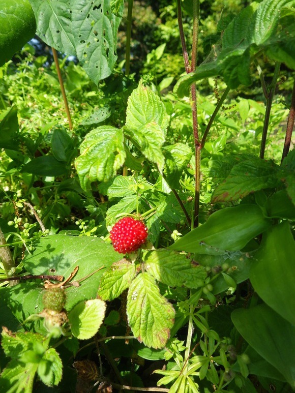f0201157_10341781.jpg