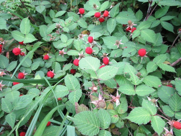 f0201157_10482376.jpg