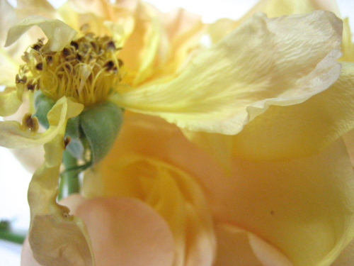 e0275478_9294497.jpg