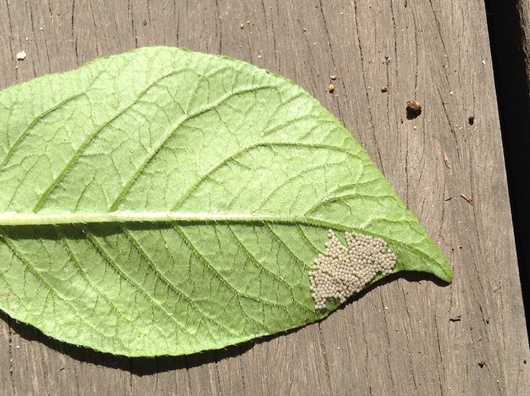 c0281888_1234367.jpg