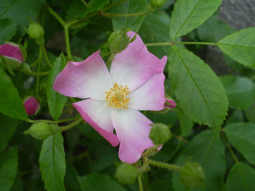 a0135990_22113314.jpg