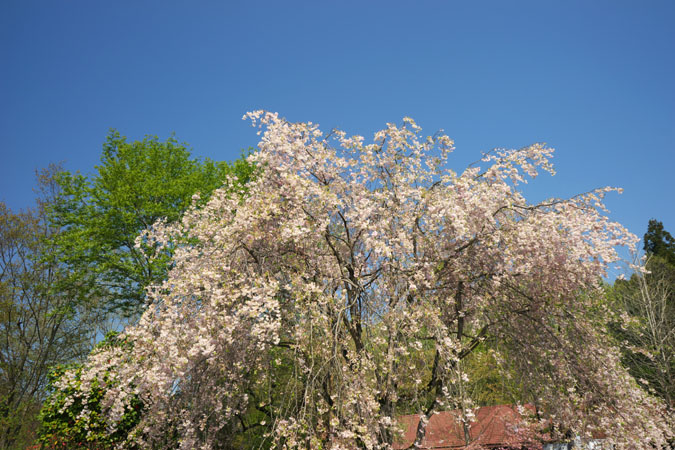 a0263109_1511588.jpg