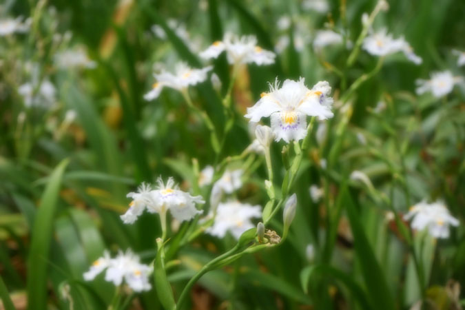 a0263109_7242027.jpg