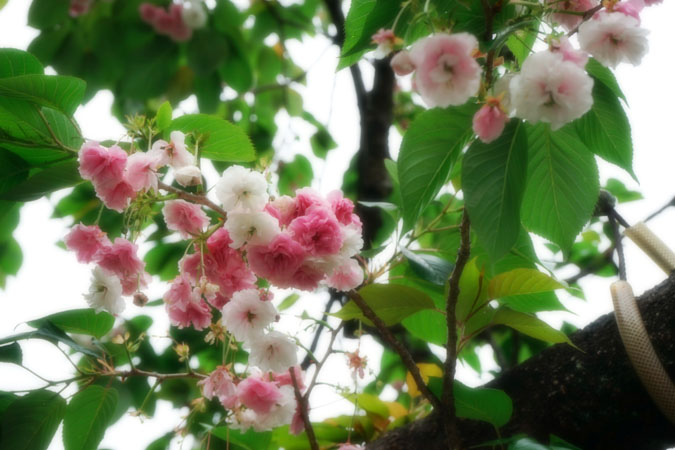 a0263109_724261.jpg