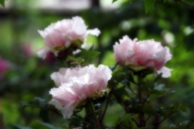 a0263109_7312819.jpg