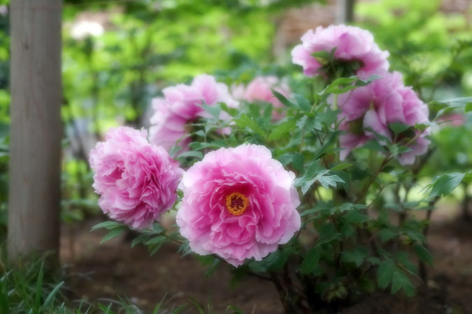 a0263109_7321137.jpg