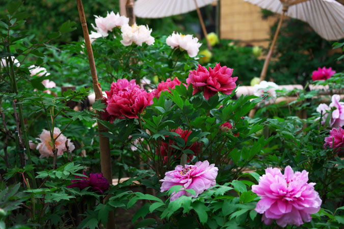 a0263109_7461639.jpg