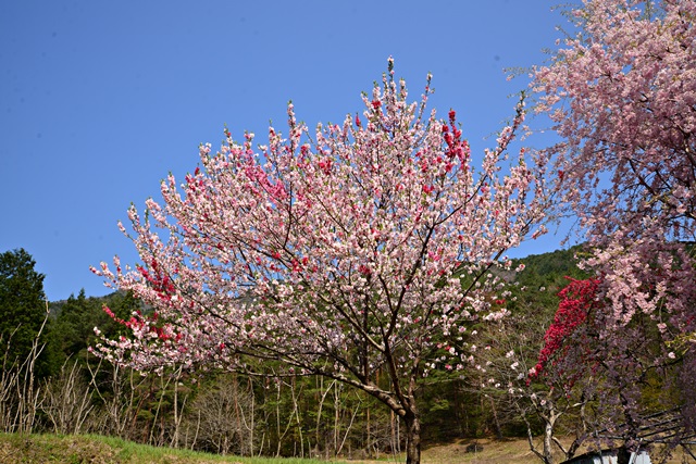 f0046614_22321390.jpg