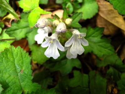 e0272335_333448.jpg
