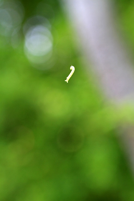 a0242438_19385088.jpg