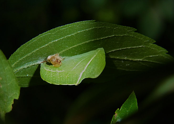 d0146854_1603887.jpg