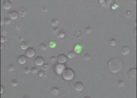 d0240375_2172349.png