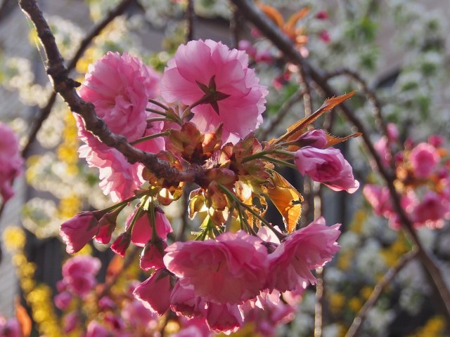 c0183777_855964.jpg