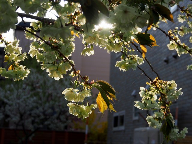 c0183777_8572122.jpg