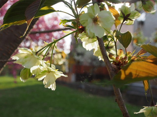 c0183777_8573938.jpg