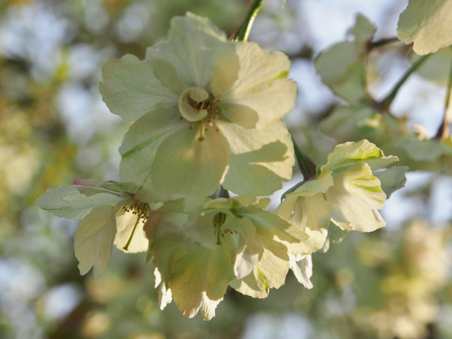 c0183777_857496.jpg