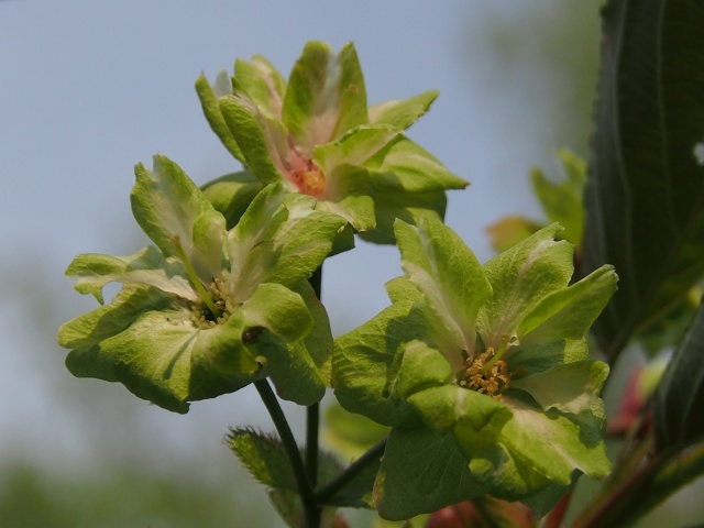 c0183777_9589.jpg