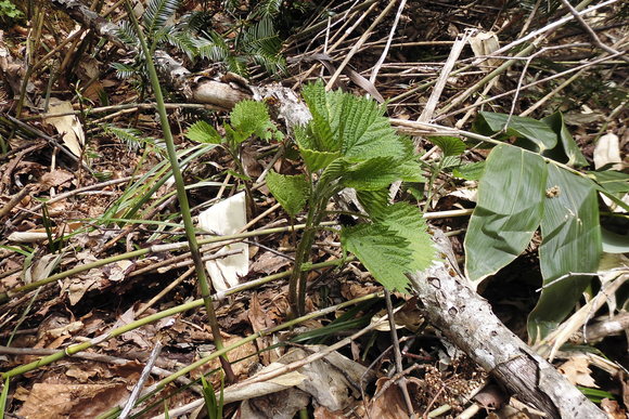 c0237780_12593033.jpg