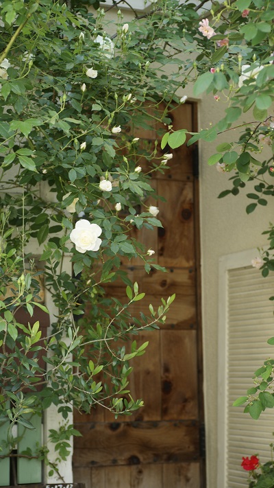 f0166982_20541153.jpg