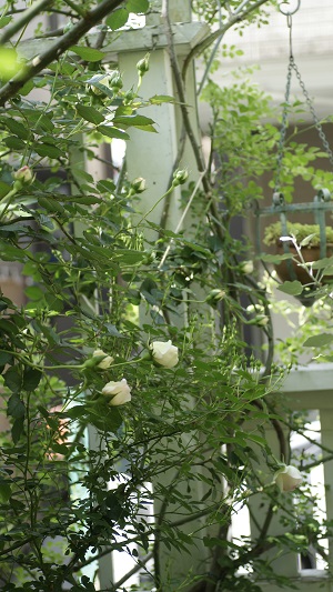 f0166982_2171876.jpg