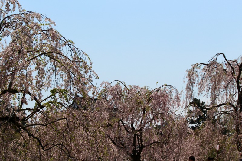 a0127090_20132568.jpg