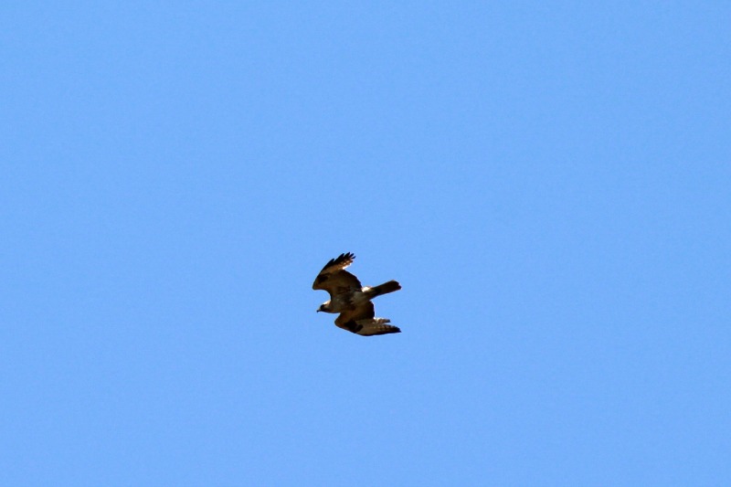 a0127090_204055.jpg