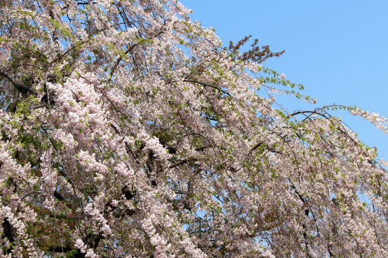 a0127090_2073045.jpg