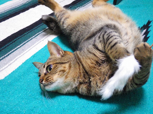 a0159490_1422759.jpg