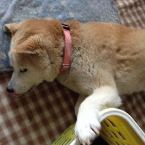 c0123890_20123628.jpg