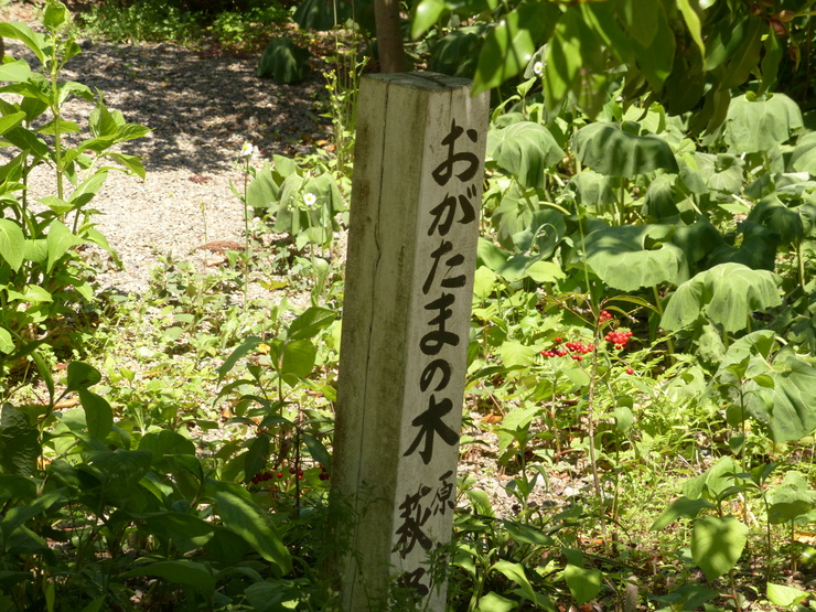 c0324393_17545825.jpg