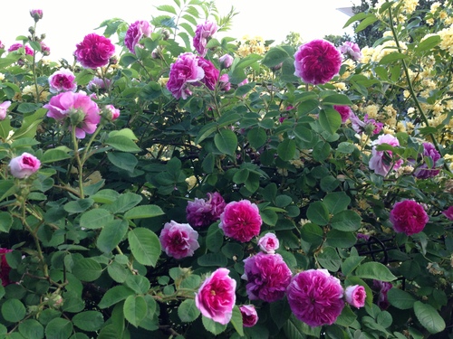 f0201297_171495.jpg