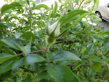 a0203003_16134244.jpg