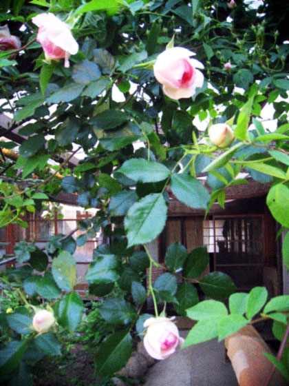 d0077603_10424298.jpg