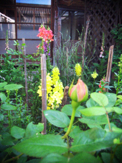 d0077603_10433329.jpg