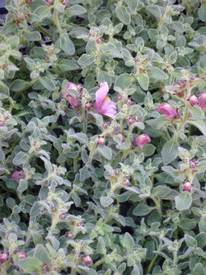 c0167112_20334146.jpg