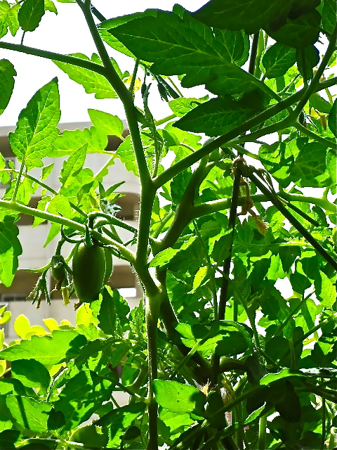 b0027736_20551433.jpg