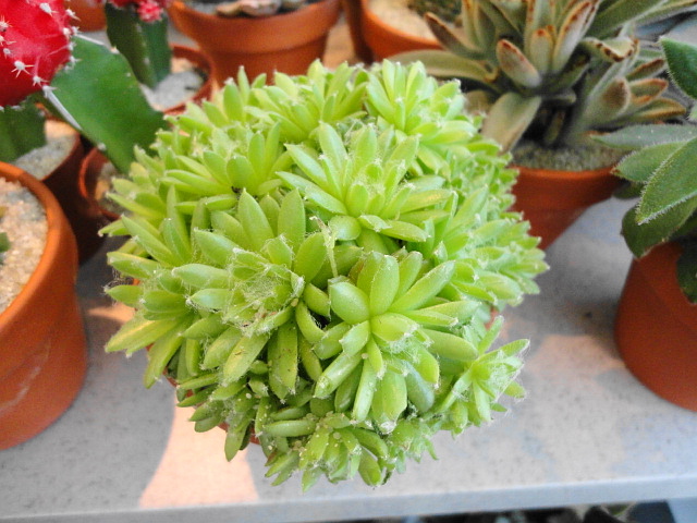 a0224537_5404550.jpg
