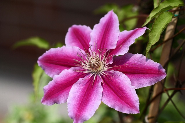 a0242438_20234477.jpg