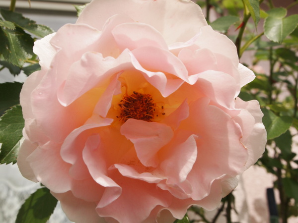 c0310543_10003258.jpg