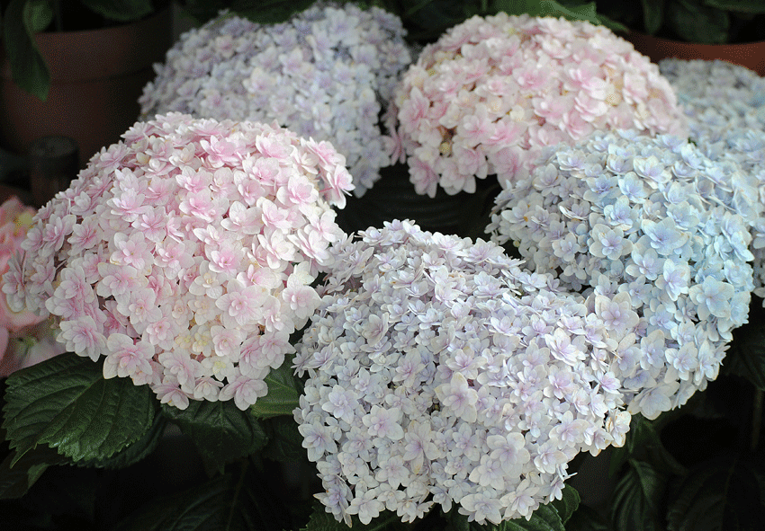 a0001354_15365075.gif