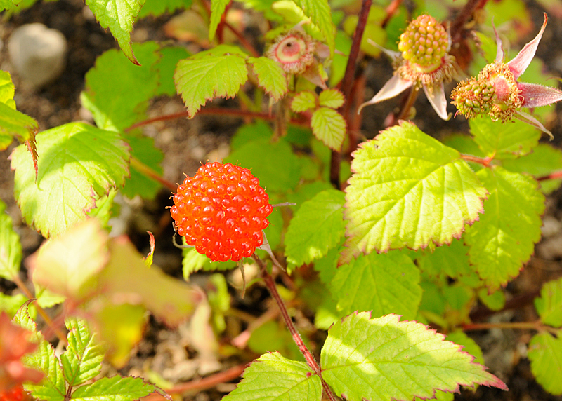 c0026870_17492753.jpg