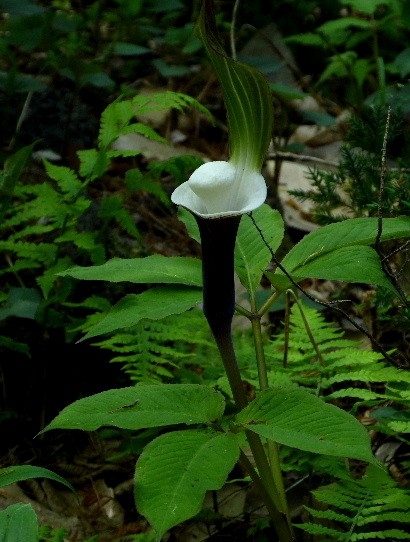 d0084473_2056643.jpg