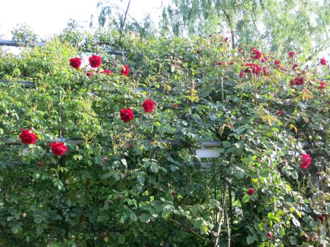 f0047773_20432019.jpg
