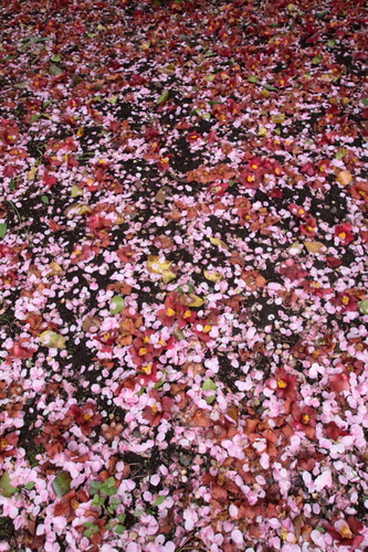 e0287981_21182482.jpg