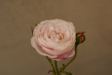 d0166389_1749444.jpg