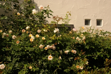 d0166389_17521596.jpg