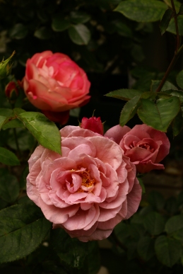 d0166389_18242341.jpg