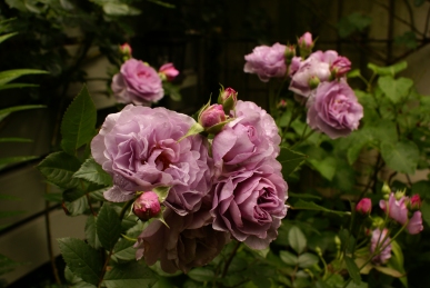 d0166389_18254319.jpg